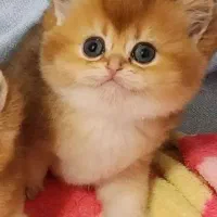 +/مجموعه cat ایران کتز ( تمیز وشیک)گر به