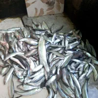 فروش کولی تازه