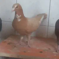 زرد پلنگ وگلی پلنگ|پرنده|رفسنجان, |دیوار