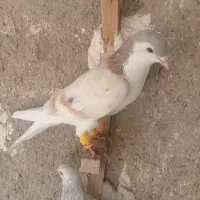 ساده هفت رنگ