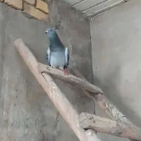 نر چهی شامی کاکلی|پرنده|دزفول, |دیوار