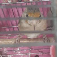 سهره قناری نر.