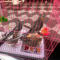 عروس هلندی|پرنده|رشت, نیکمرام|دیوار