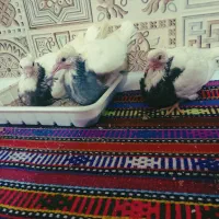 کبوتر مفلق طوقی الماسی و دمگیر