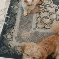 سگ نر تریر|سگ|تهران, مهرآباد|دیوار