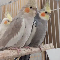 عروس هلندی نر و ماده (جفت)