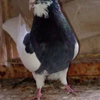 طوق نرسیاه   سه بر قفل