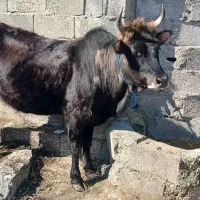 گاو شکم دار|حیوانات مزرعه|رشت, یخسازی|دیوار