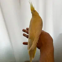 طوطی عروس هلندی|پرنده|لنگرود, |دیوار