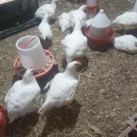 مرغ گوشتی ۱۲۰به فروش می‌رسد|حیوانات مزرعه|خان ببین, |دیوار