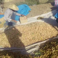خریدوفروش پسته خوشه کال دانه