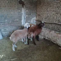 بره نرپای پروار|حیوانات مزرعه|مشهد, آبکوه|دیوار