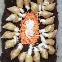 حلزون achatina|خزنده|اصفهان, بهارستان|دیوار