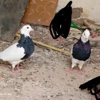طوقی