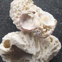 فروش انواع صدف و مرجان و اسفنج دریایی