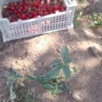 باغ مثمر|فروش زمین و ملک کلنگی|سبزوار, کراب|دیوار