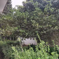 رهن دو خوابه یه خواب مستر