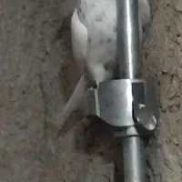 کبوتر پرشی|پرنده|بهشهر, |دیوار