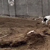 کود حیوانی  مخلوط گاو وگوسفند