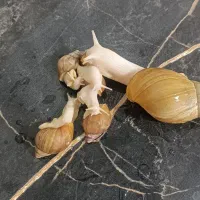 حلزون آچاتینا