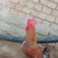 خروس محلی سالم و سرحال (چاق و چله)