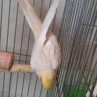 عروس هلندی سخنگو