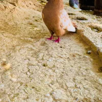 دمی  زاغ سینه ای|پرنده|لامرد, |دیوار