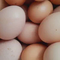 تخم مرغ محلی