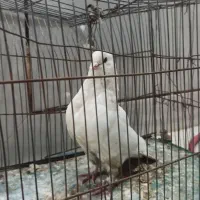 کفتر سفید|پرنده|خمینی‌شهر, |دیوار