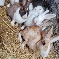 6خرگوش فروشی|موش و خرگوش|قائن, |دیوار