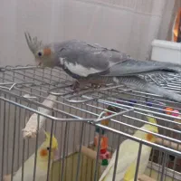 عروس هلندی سرلاکی|پرنده|قم, سید معصوم|دیوار