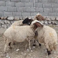 فروش گوسفند جوان (داشتی)