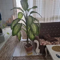 گل دیفن|گل و گیاه طبیعی|فردیس, شهرک ناز|دیوار