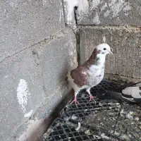 شازده سرخ ماده پرشی|پرنده|رودان, |دیوار