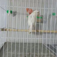 قناری ماده آماده