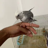 عروس هلندی وایت فیس جم|پرنده|جم, |دیوار