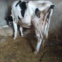 گاو خشک و گوساله هلشتاین ماده