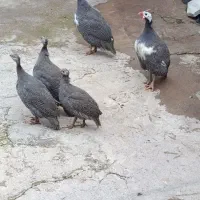 مرغ و خروس مرغ شاخدار