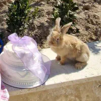 خرگوش زیبا
