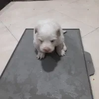 واگذاری توله پاپی(سگ) پاکوتاه