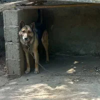 واگذاری رایگان سگ ژرمن