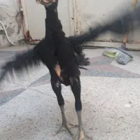 جوجه لاری سیاه وکوکو اوشامو