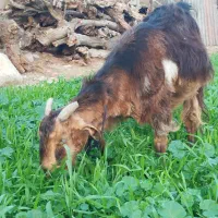 تعدادی بز نژاد دار فروش تا فردا فقط|حیوانات مزرعه|مهران (ایلام), |دیوار