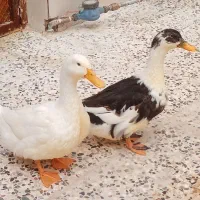 اوردک