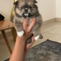 توله پامر ۲ماهه