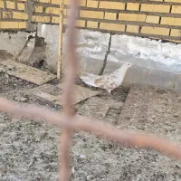 کبوتر گرفتنی|پرنده|شادگان, |دیوار