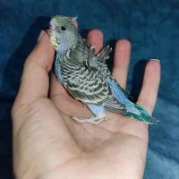 جوجه مرغ عشق پروانه ای دوگل سرلاکی آبی