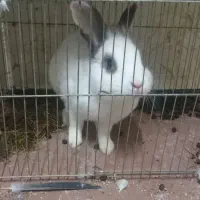 خرکوش نر|موش و خرگوش|کومله, |دیوار