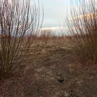 زمین کشاورزی|فروش دفتر صنعتی، کشاورزی، تجاری|انزل, |دیوار