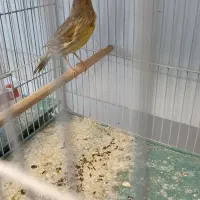 قناری نر مست مست شلاقی|پرنده|اصفهان, آبشار|دیوار